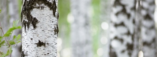 Koivuntuhka - todellinen ihmeaine